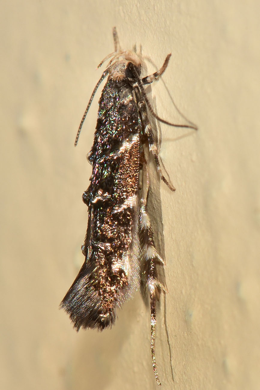 Cosmopterigidae? S, Eteobalea serratella